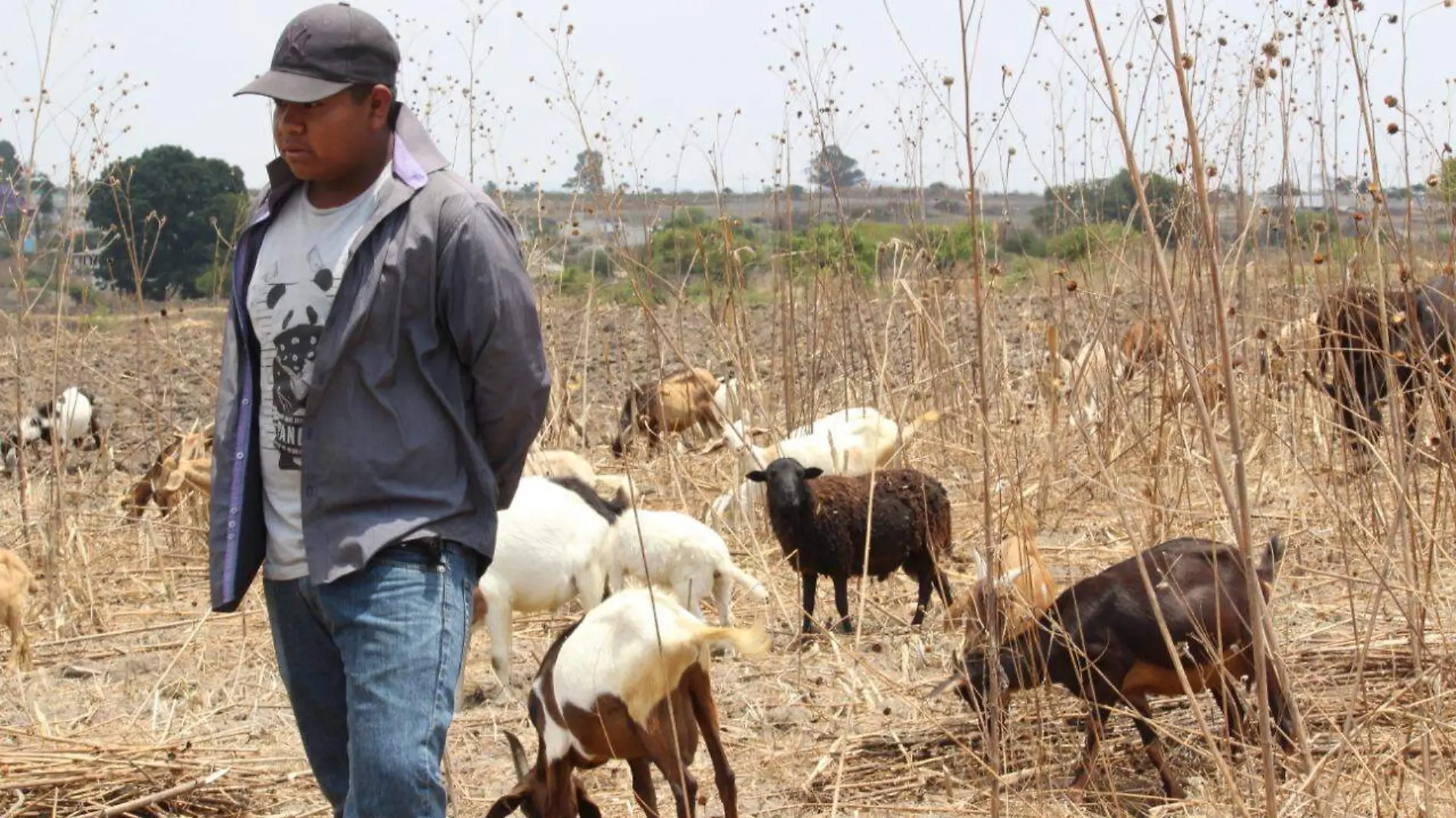 Sequía orilla a campesinos de San Andrés Azumiatla a abandonar sus tierras